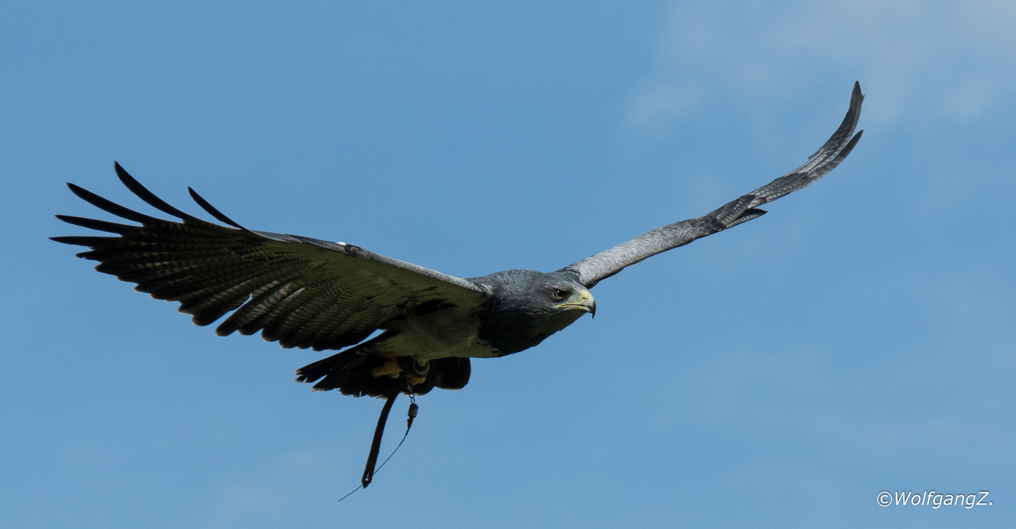 Blaubussard