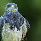 Blaubussard