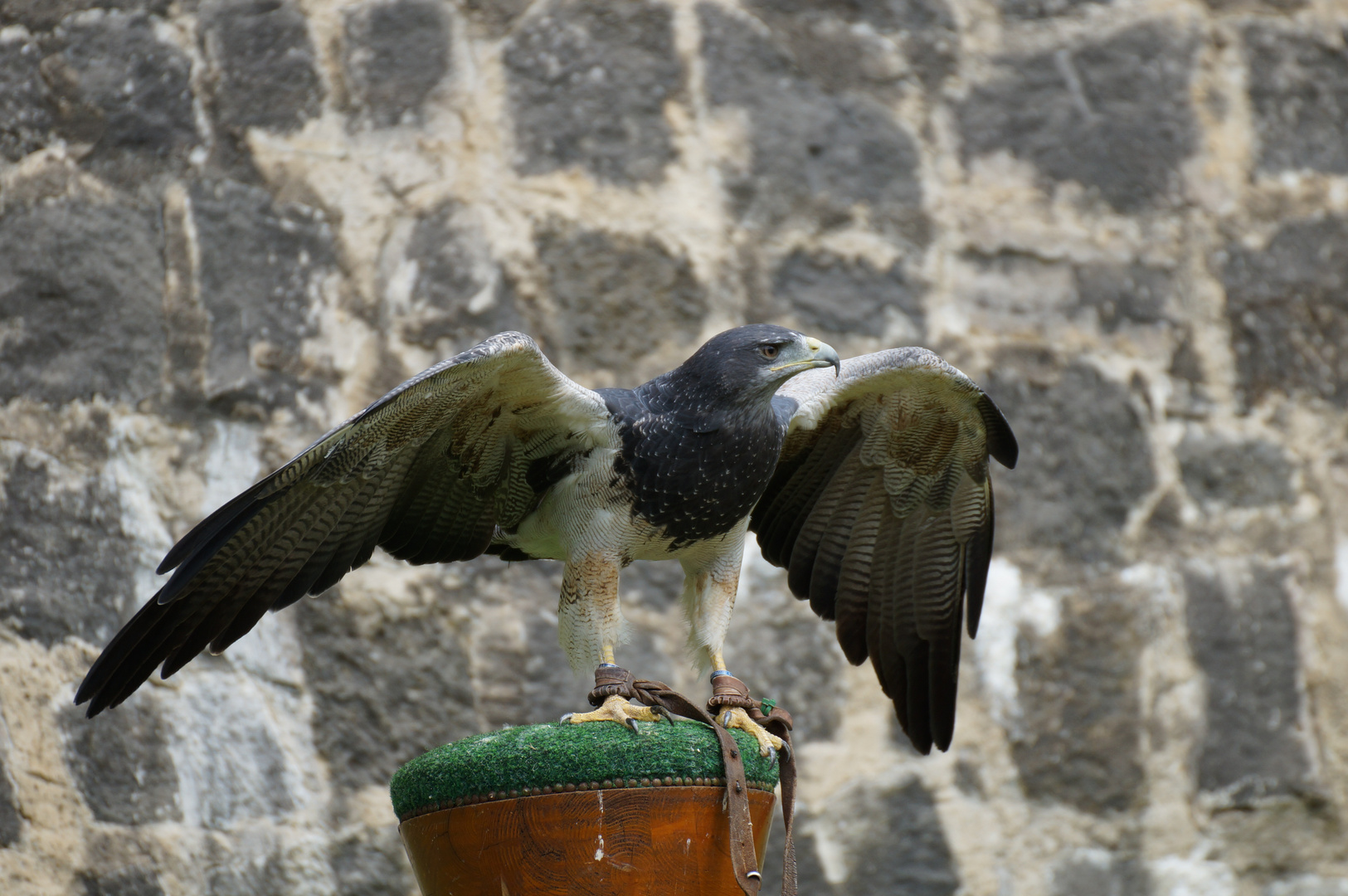 Blaubussard beim Sparrenburgfest in Bielefeld Teil 2