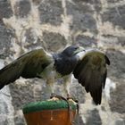 Blaubussard beim Sparrenburgfest in Bielefeld Teil 2