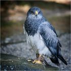 Blaubussard