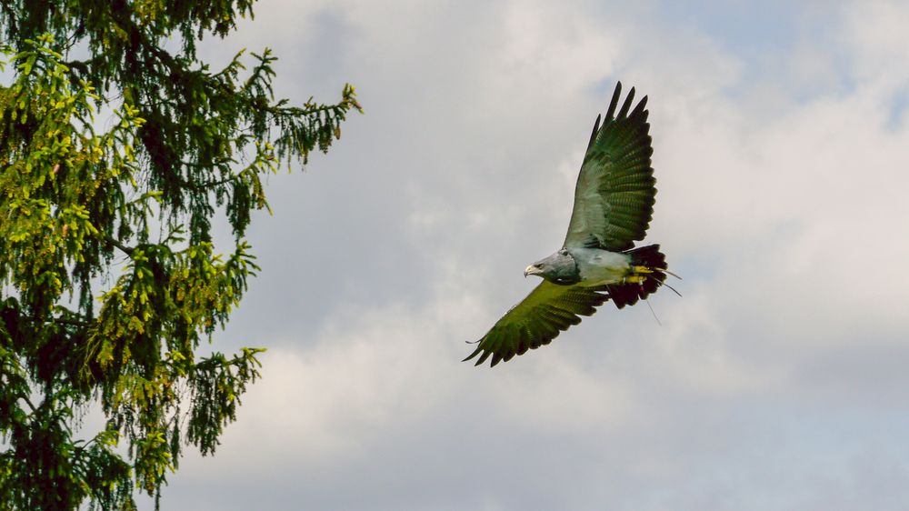 Blaubussard