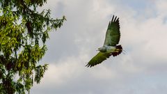 Blaubussard