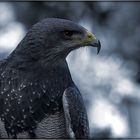 Blaubussard