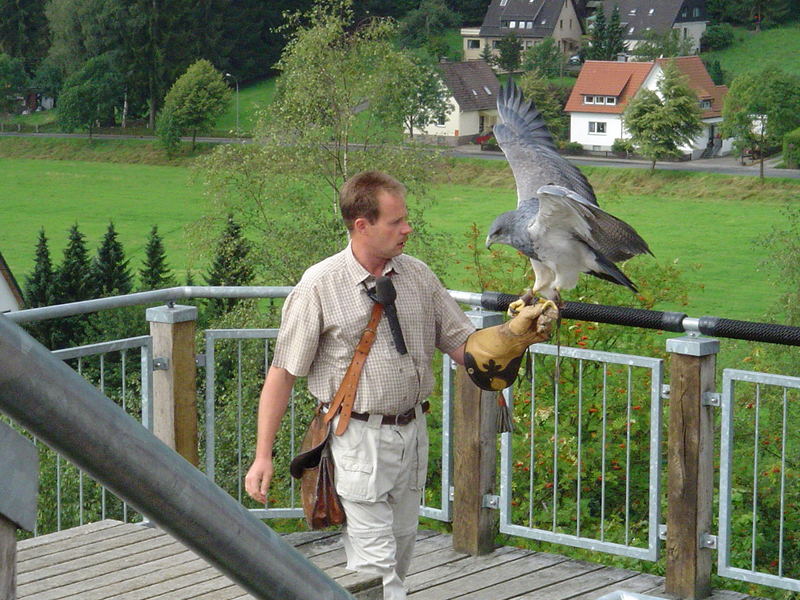 Blaubussard der Adlerwarte Berlebeck...