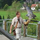 Blaubussard der Adlerwarte Berlebeck...