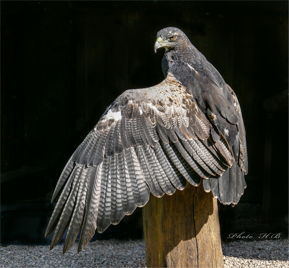 Blaubussard