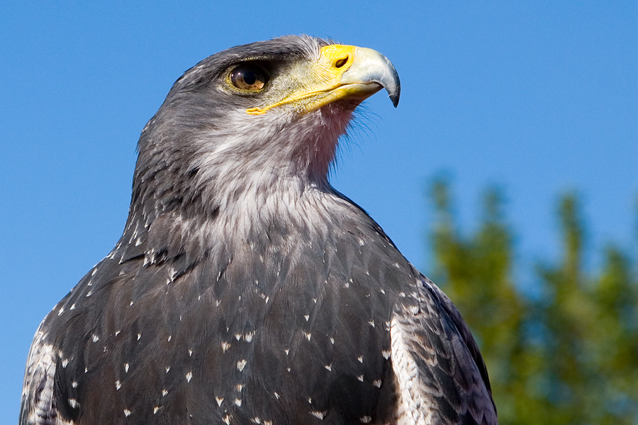 Blaubussard