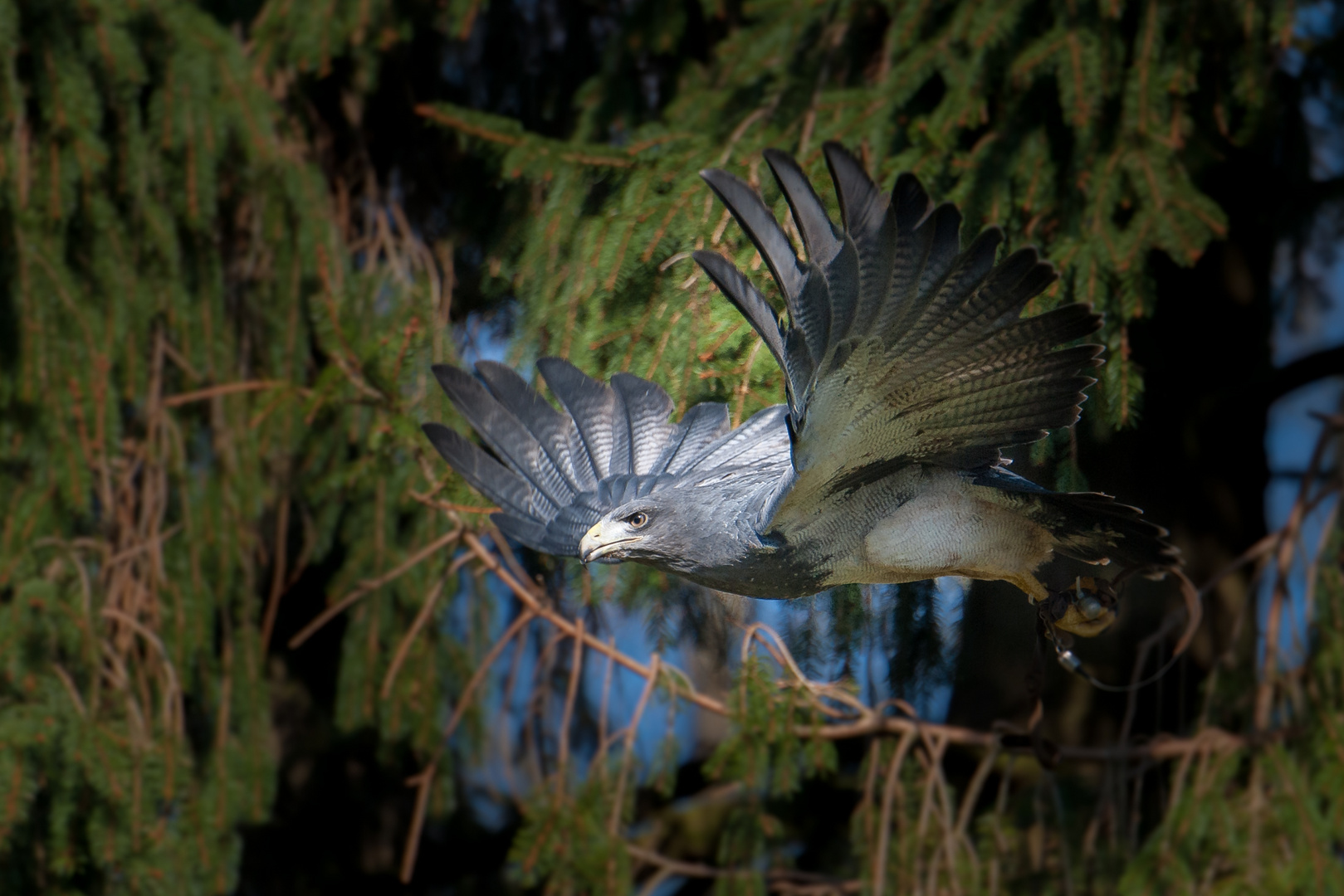 Blaubussard.. ein wunderschöner Vogel