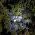 Blaubussard.. ein wunderschöner Vogel