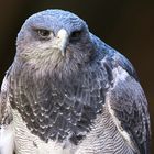 Blaubussard