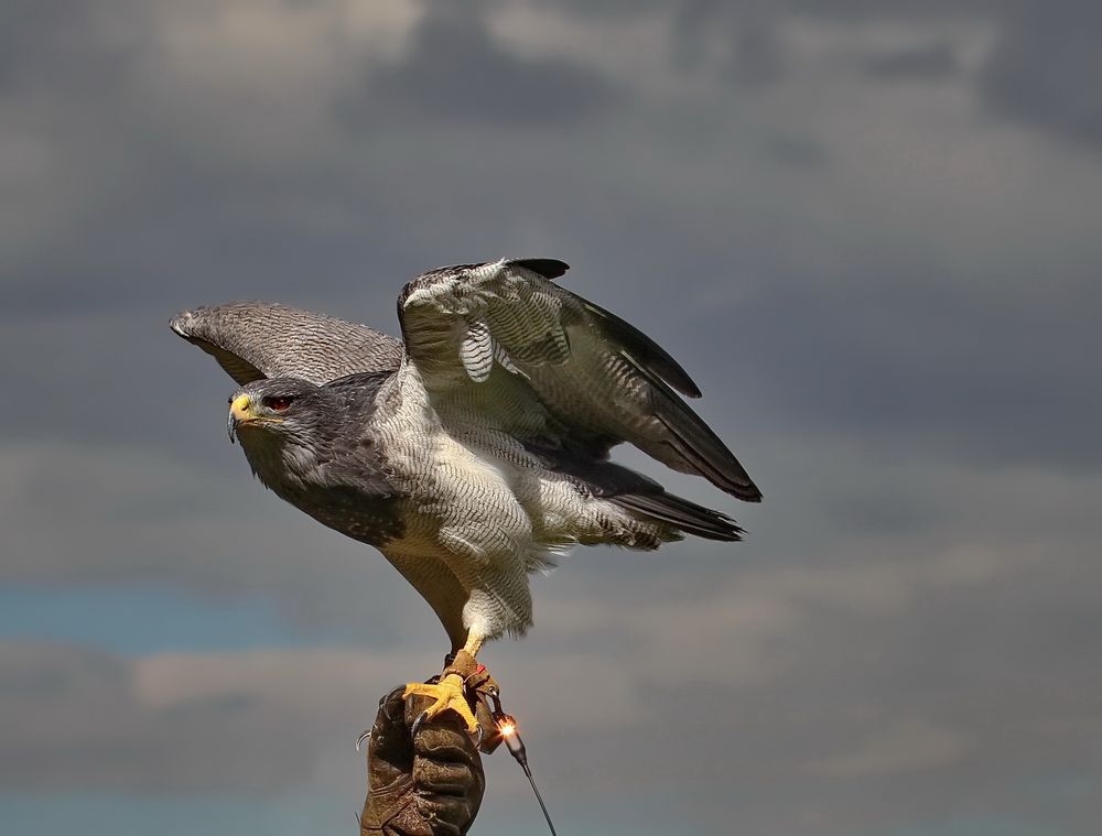 Blaubussard...