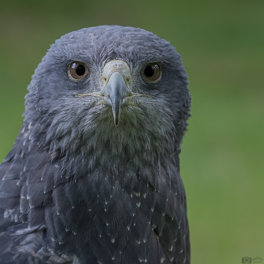 Blaubussard