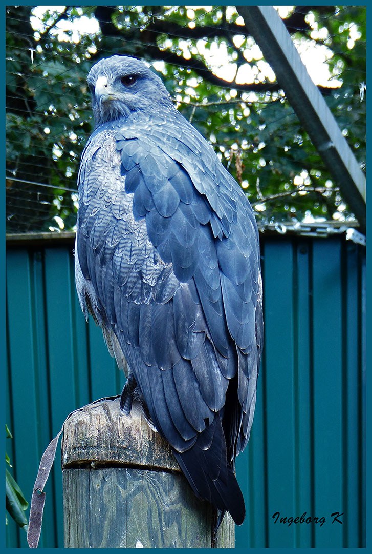 Blaubussard - Falknerei Remscheid