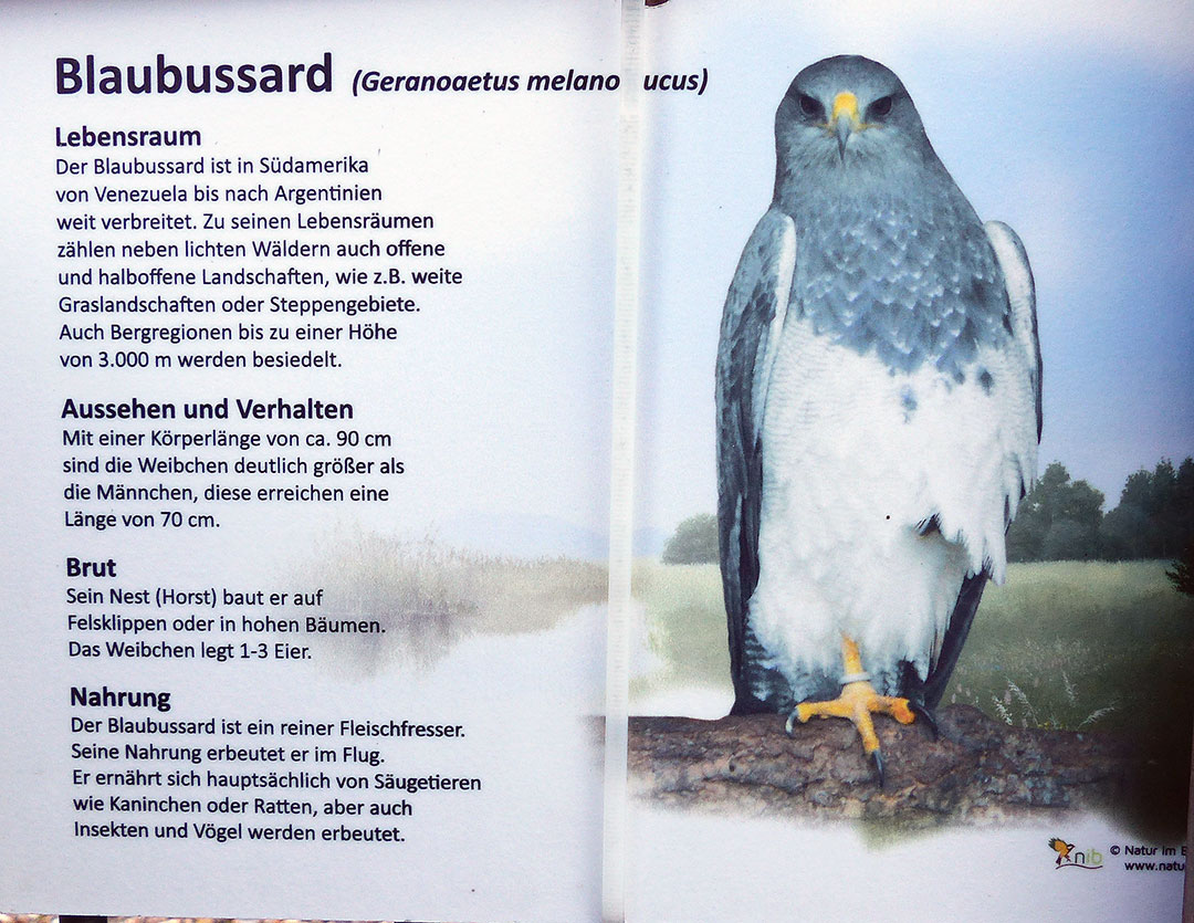 Blaubussard - Falknerei Remscheid