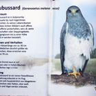 Blaubussard - Falknerei Remscheid