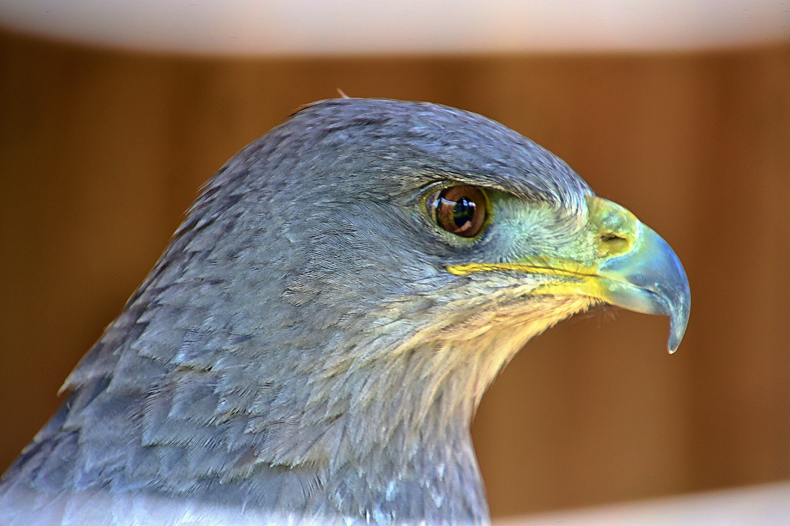Blaubussard (Geranoaetus melanoleucus)