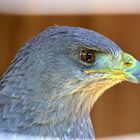 Blaubussard (Geranoaetus melanoleucus)