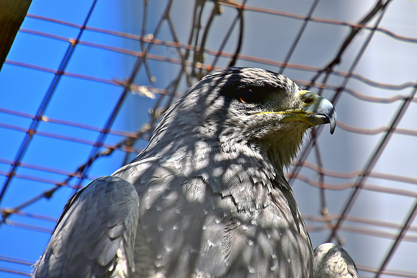 Blaubussard (Geranoaetus melanoleucus)