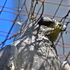 Blaubussard (Geranoaetus melanoleucus)