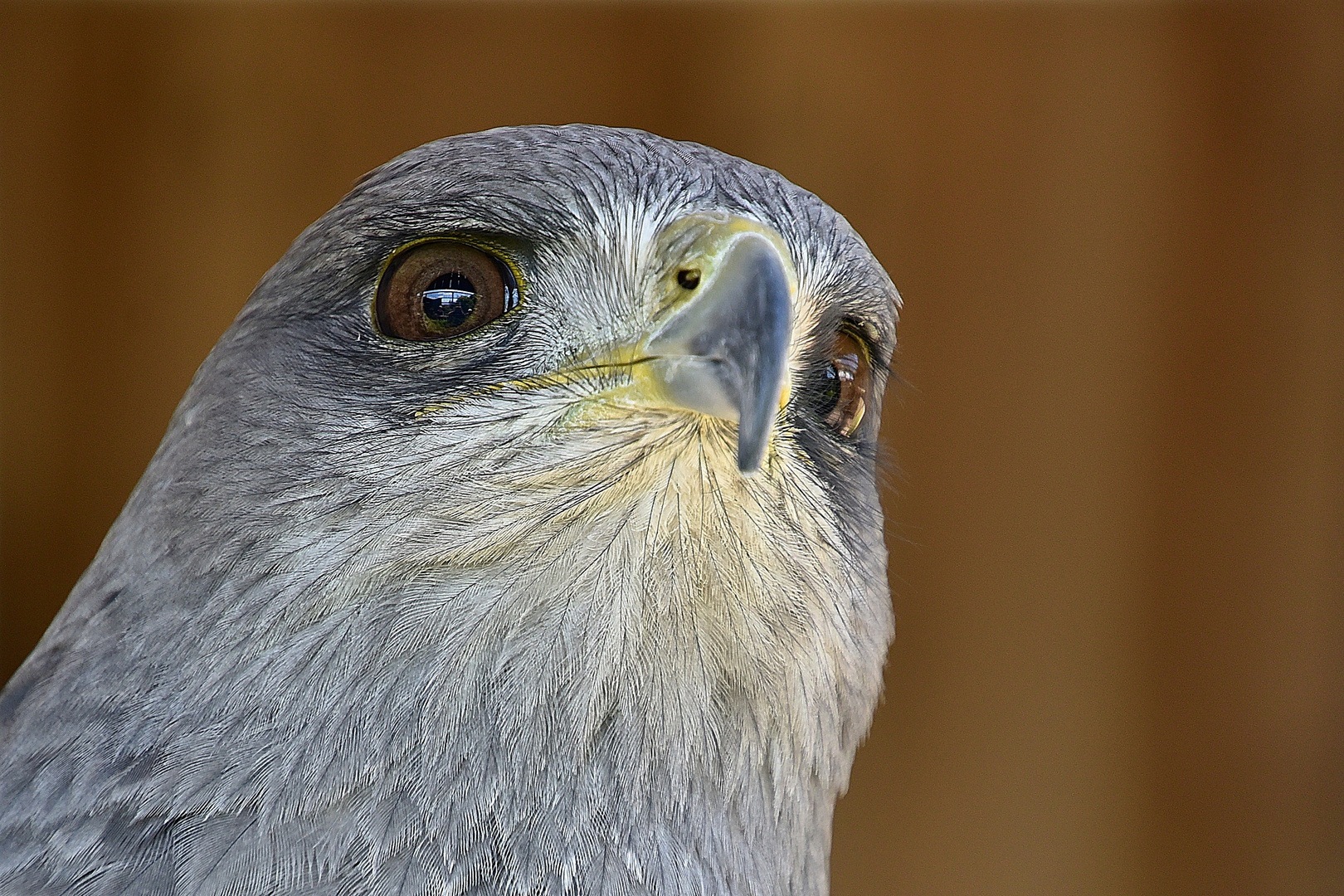 Blaubussard (Geranoaetus melanoleucus)