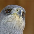 Blaubussard (Geranoaetus melanoleucus)
