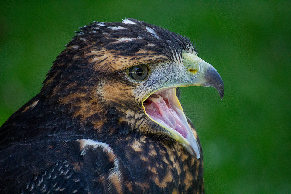 Blaubussard, Geranoaetus melanoleucus, Germany