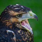 Blaubussard, Geranoaetus melanoleucus, Germany