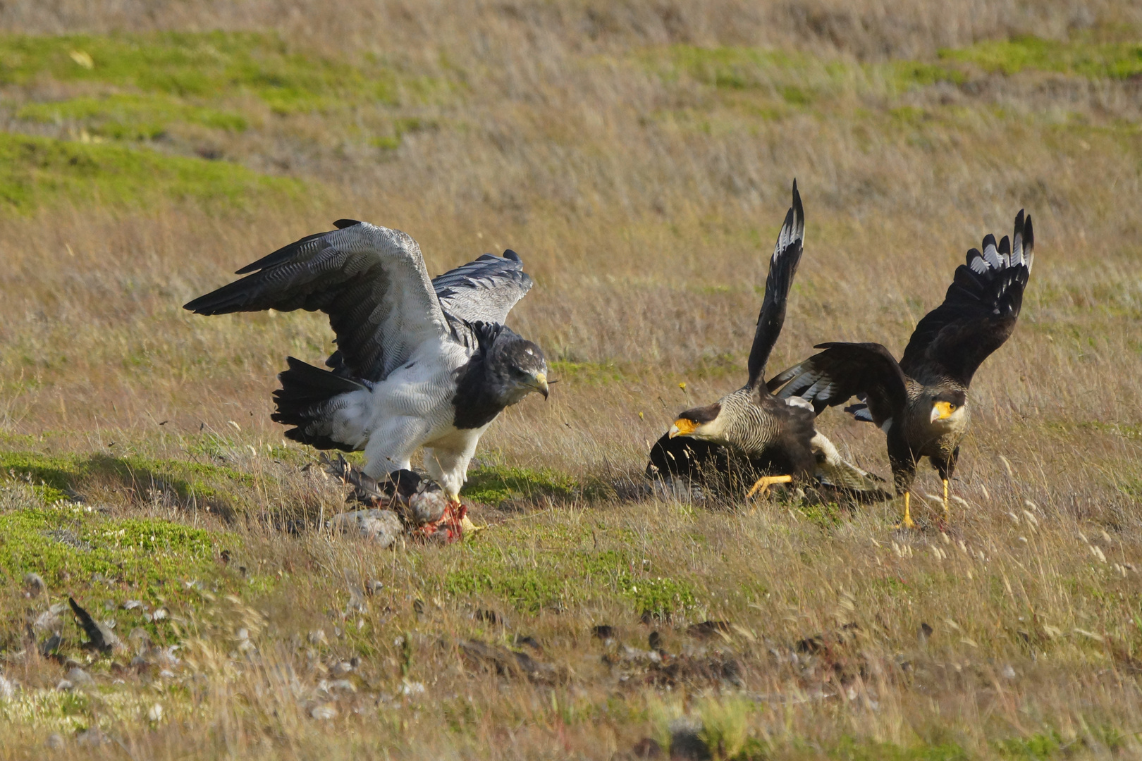 Blaubussard - Geranoaetus melanoleucus im Kampf mit Schopf-Karakaras - Caracara plancus