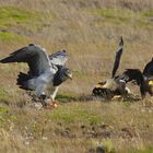 Blaubussard - Geranoaetus melanoleucus im Kampf mit Schopf-Karakaras - Caracara plancus