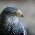 Blaubussard II