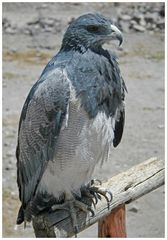 Blaubussard im Colca Canyon/ Peru