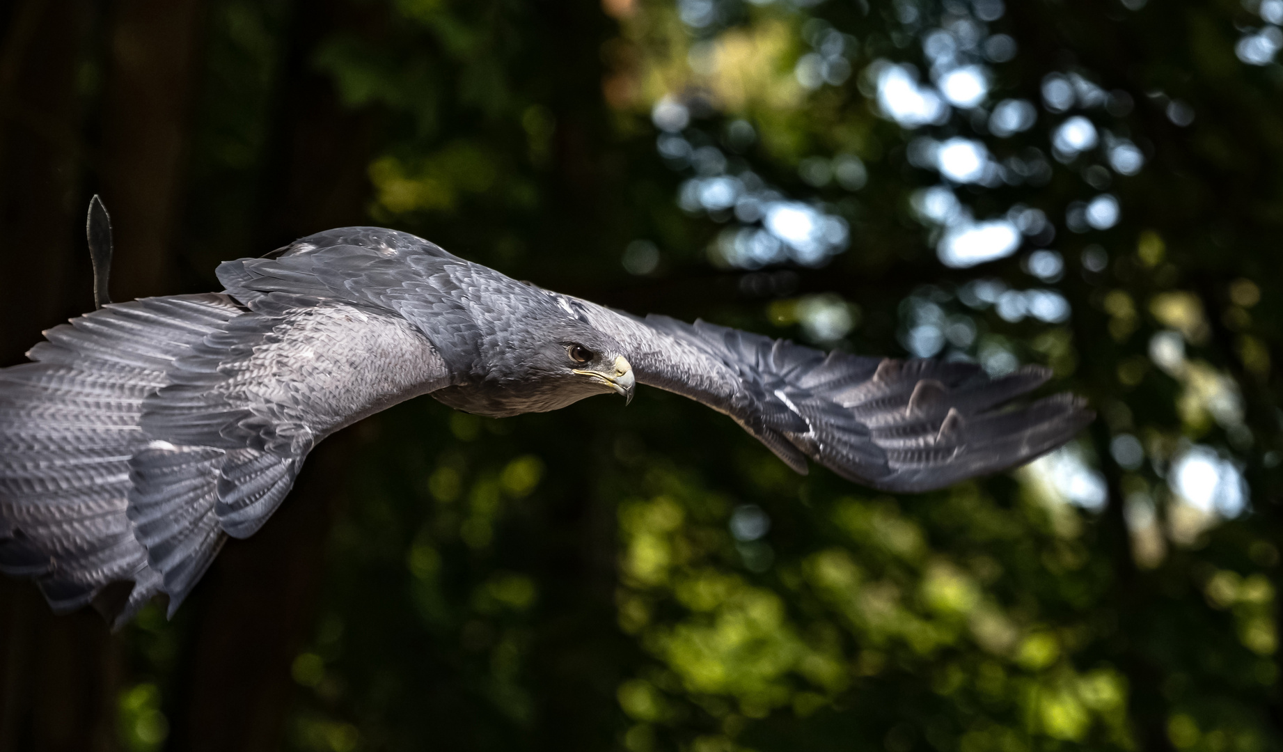 Blaubussard im Fluge 