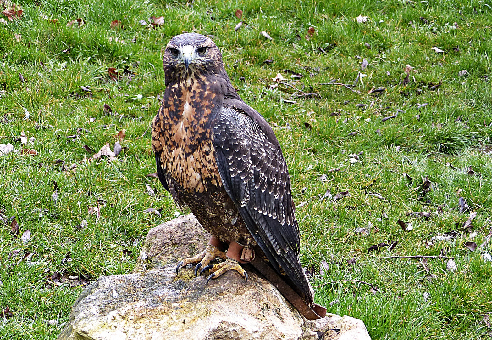 Blaubussard im Jungenkleid