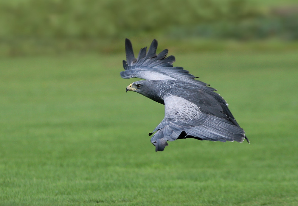 Blaubussard im Landeanflug