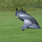 Blaubussard im Landeanflug