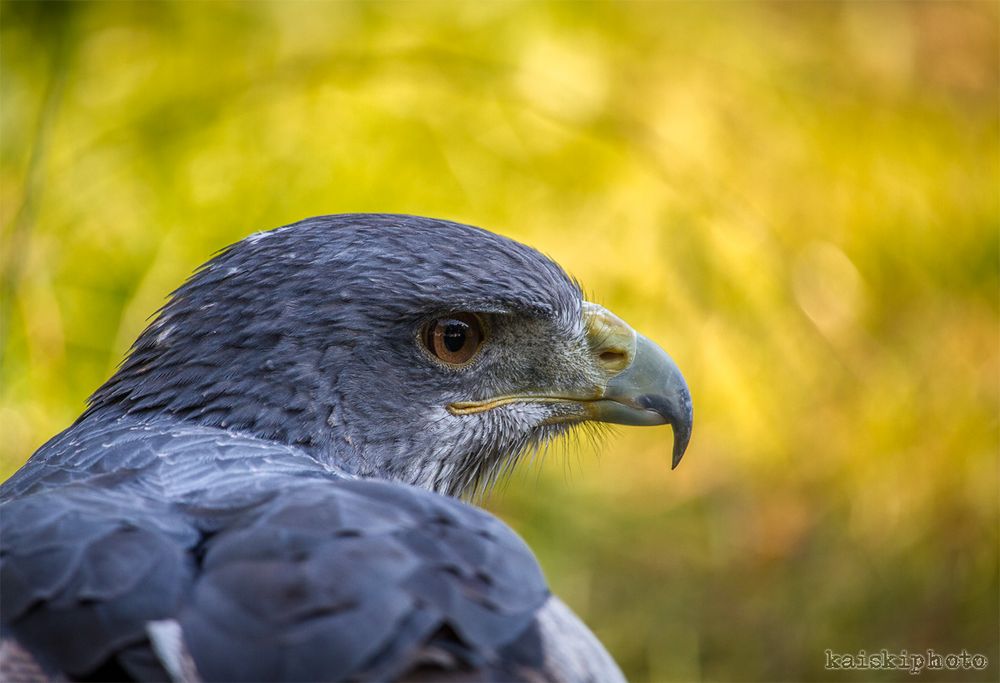 Blaubussard "Kim"