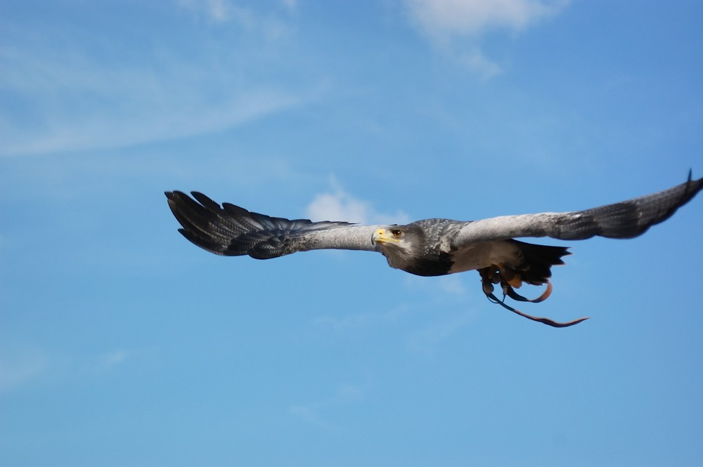 Blaubussard (Kordillerenadler)