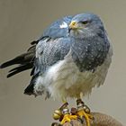 Blaubussard - Kordillerenadler