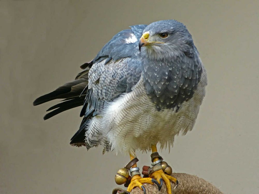 Blaubussard - Kordillerenadler