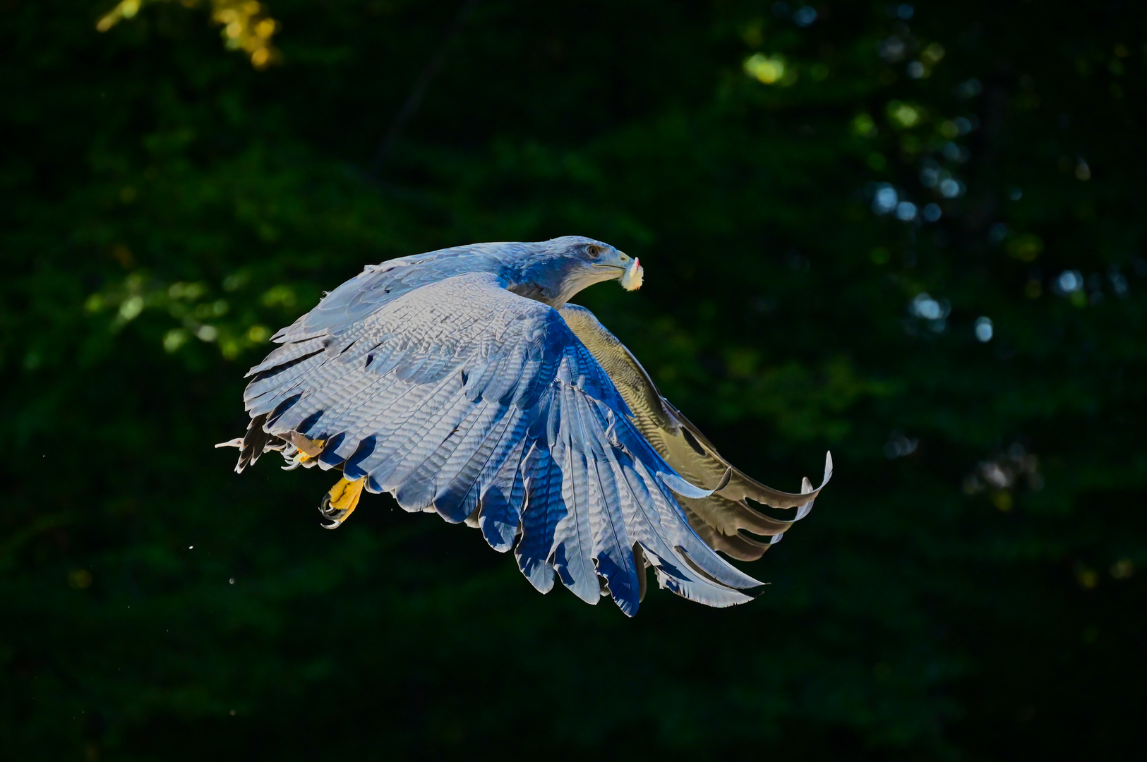 Blaubussard mit Beute