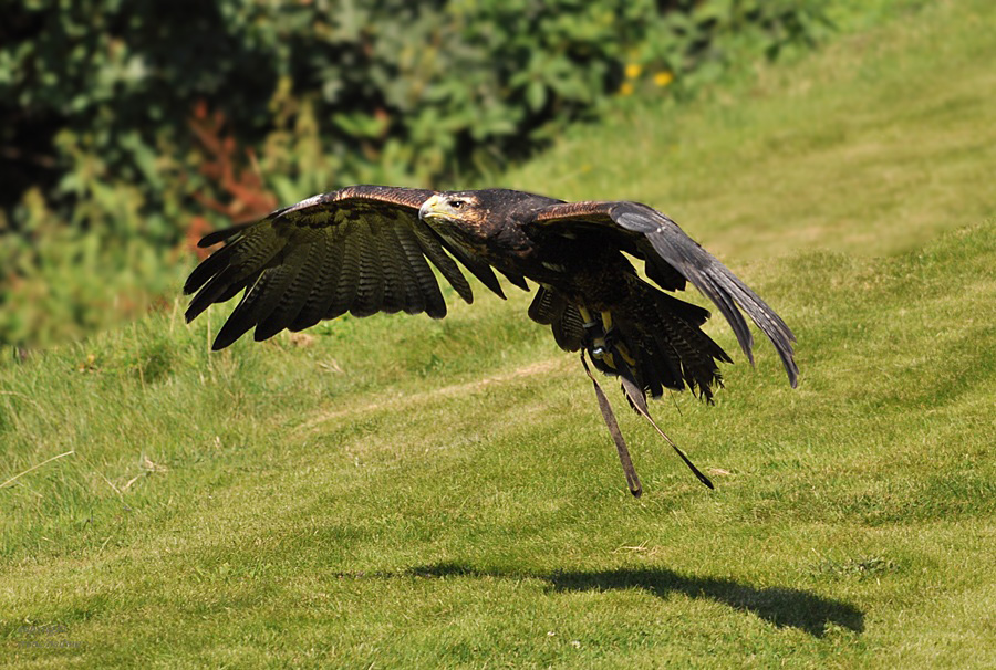 Blaubussard PENNY