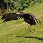 Blaubussard PENNY