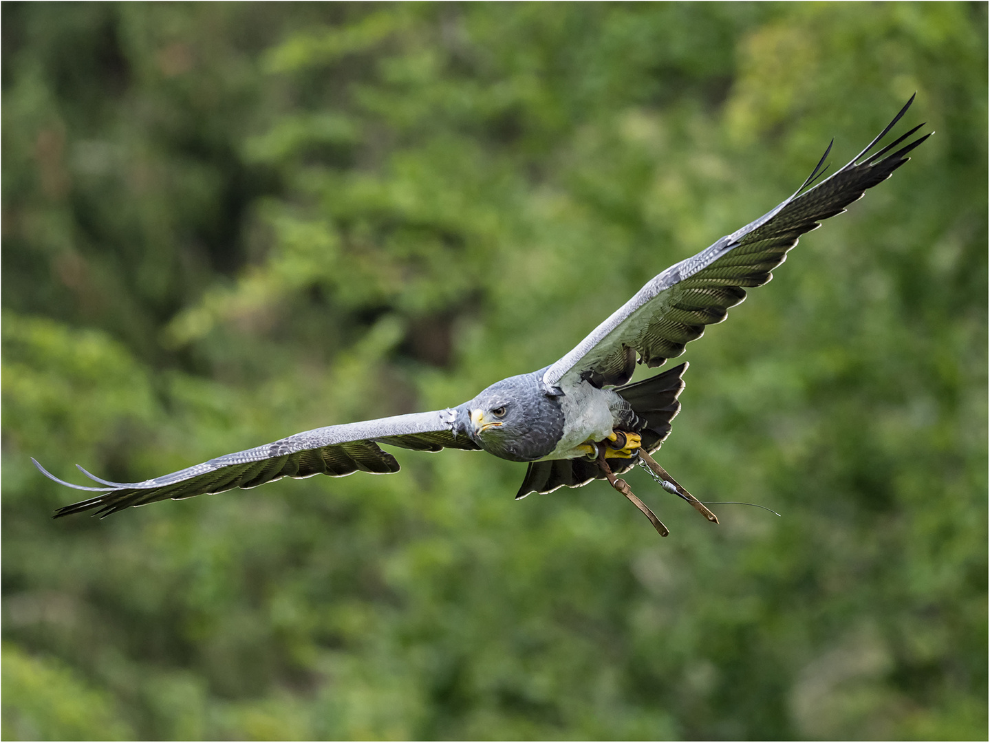 Blaubussard Pintu