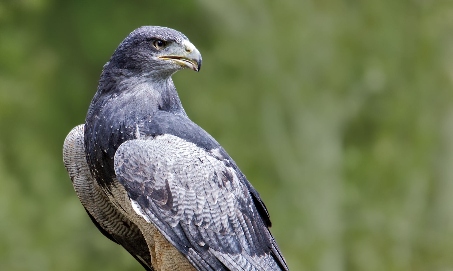 Blaubussard-Portrait 002 