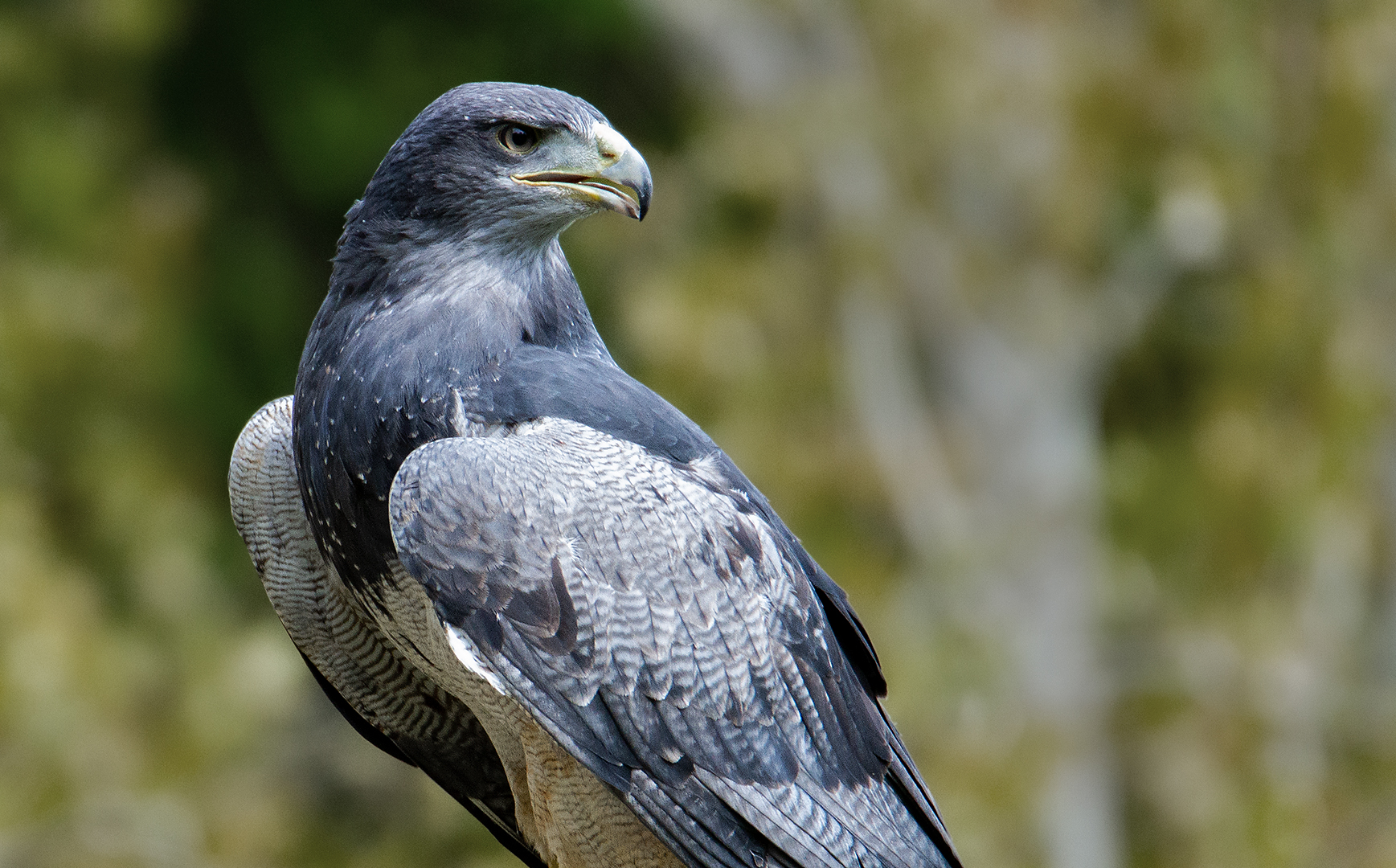 Blaubussard-Portrait 003