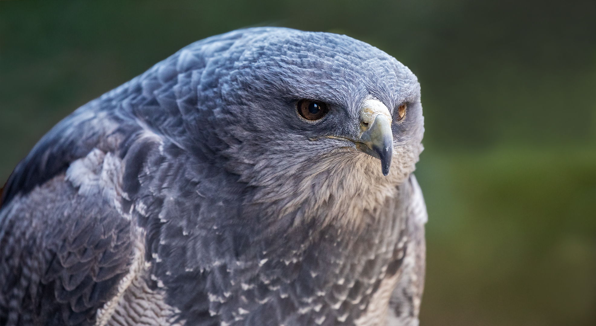 Blaubussard-Portrait 005a