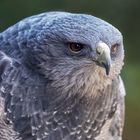 Blaubussard-Portrait 005a