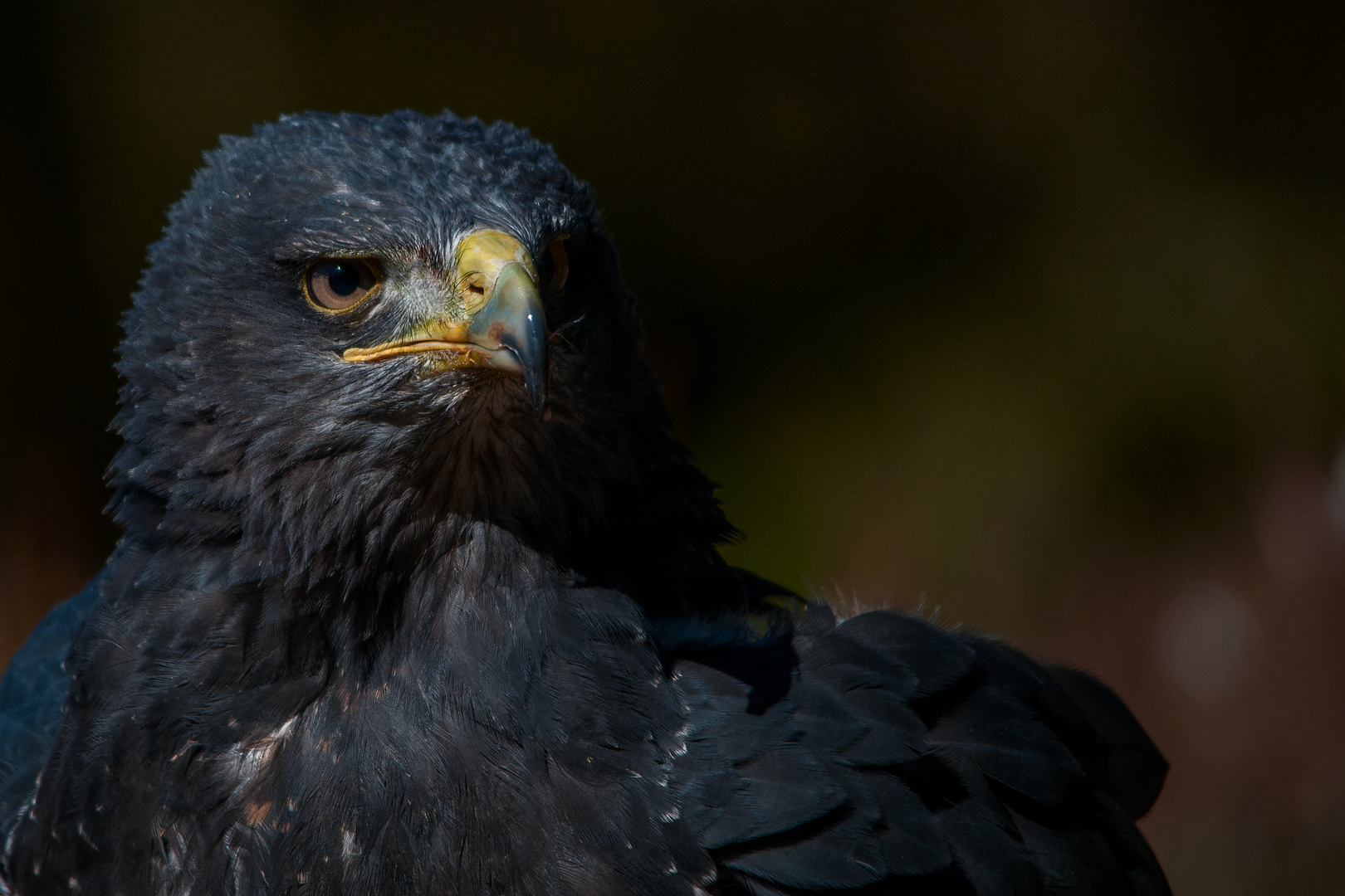 Blaubussard Portrait 1