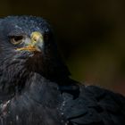 Blaubussard Portrait 1